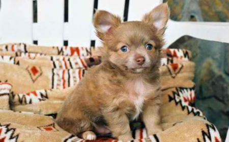 Toby