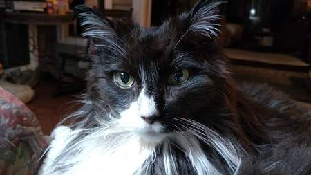 Mittens 
