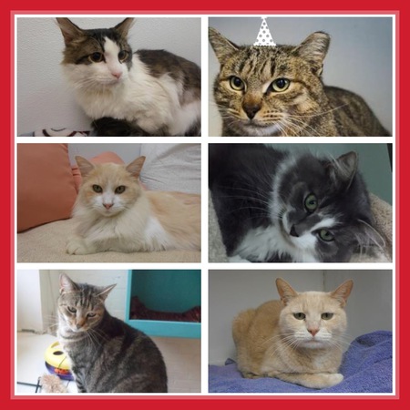 Michael, Brenda, Magic, Bae, Prissy, Chloe