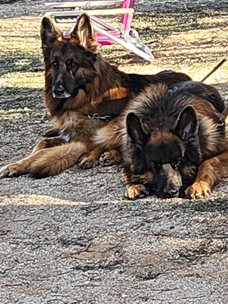 Rex Arnoldi and Thor Arnoldi 