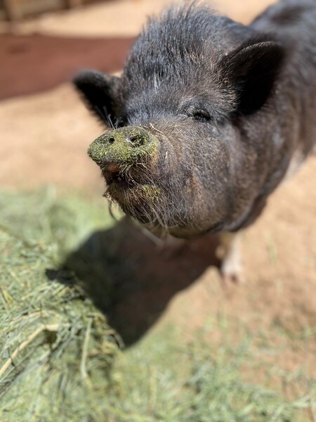 Piggy Pearl