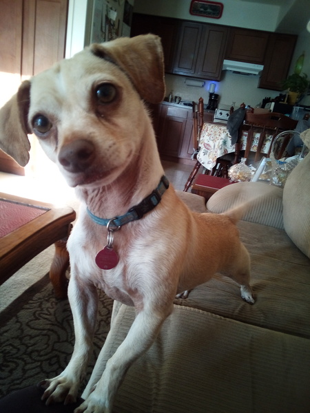 Buddy