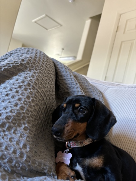 Chili 