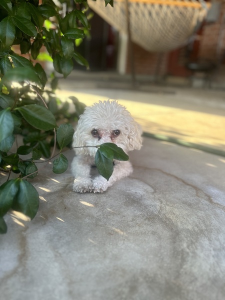 Dottie 