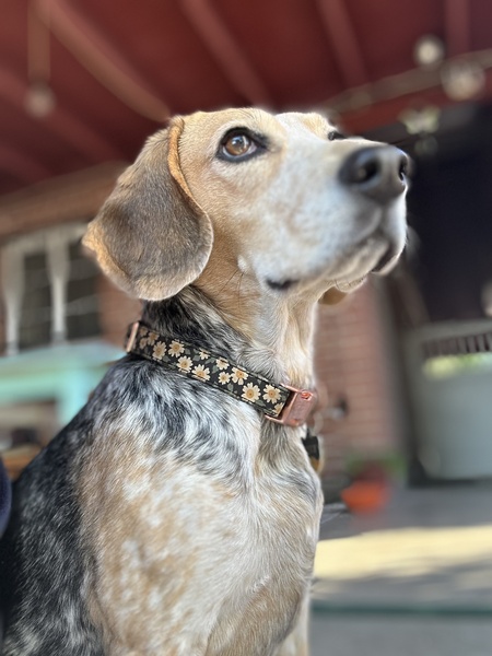 Polly Esther