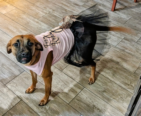 Foxy Roxy