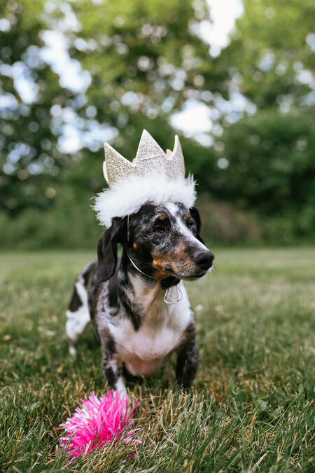 Hazel 
