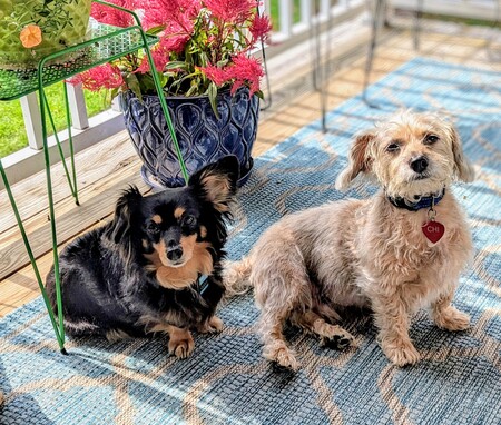 Duckie and Chi