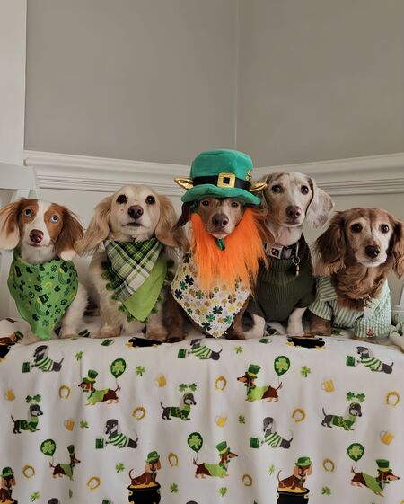 Keller, Butter, Hiccup, Jupiter, Dash