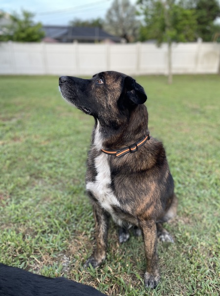 Kota