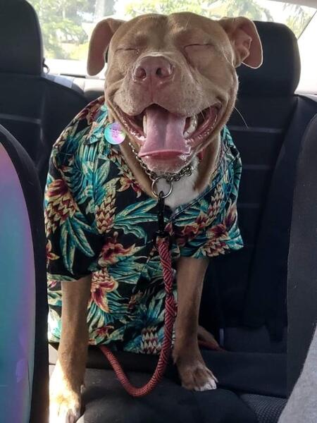 Sir Amenadiel Pickles 
