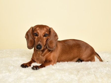 Mr. Brownie 