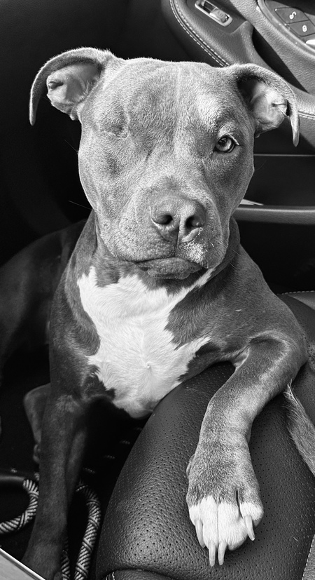 Arya