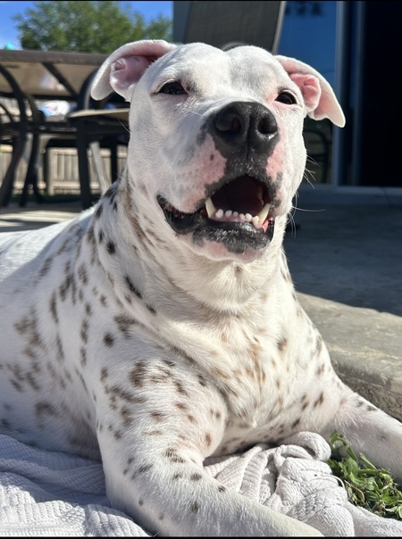 Belle