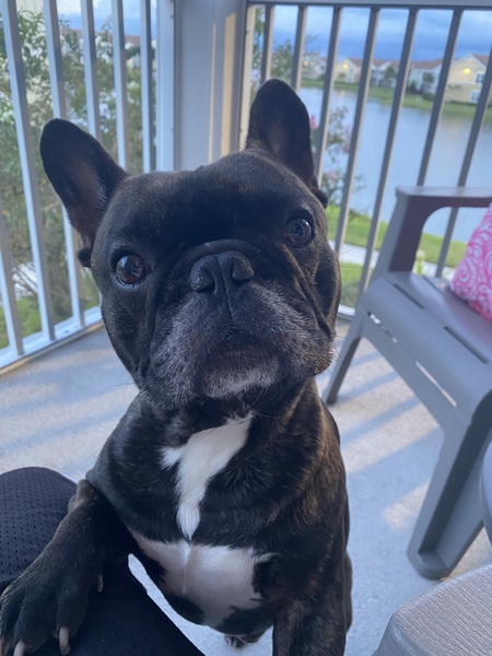 Frankie