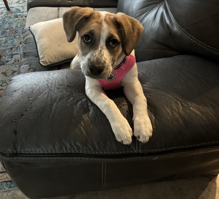 Hazel Mae