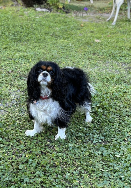 Luna Rose Foglia