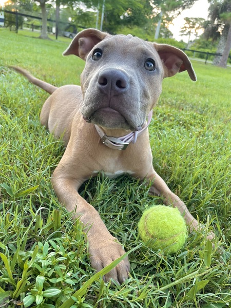 Hazel 