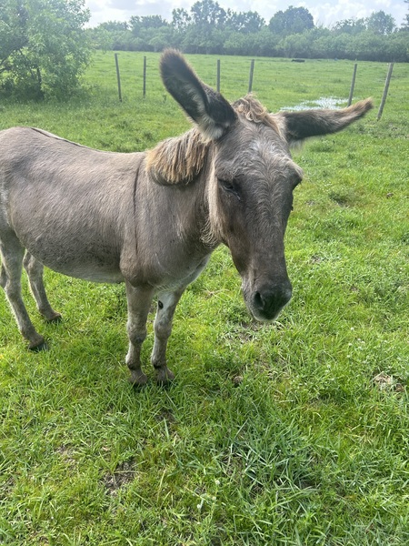Elinor