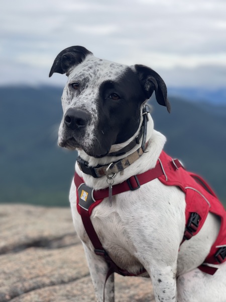 Frankie