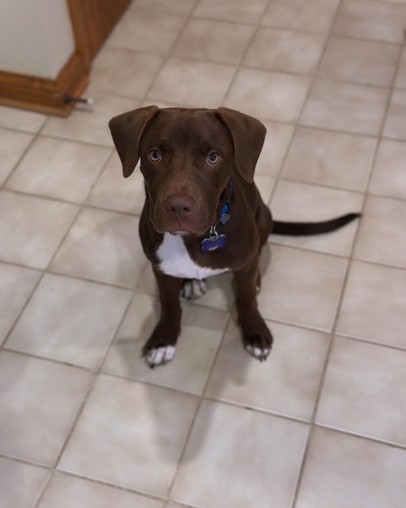 Maverick 