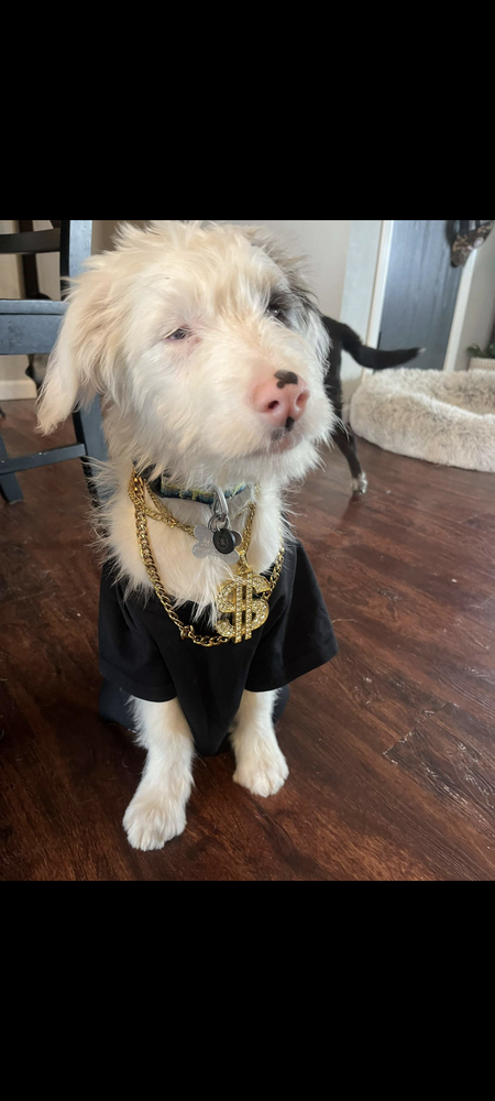 Bilbo