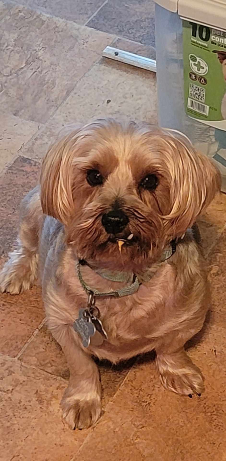 Elmer