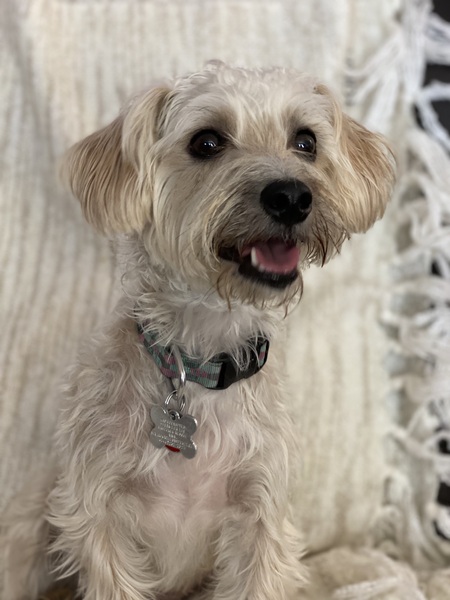 Teddy