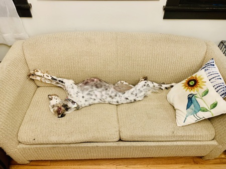 Pippa