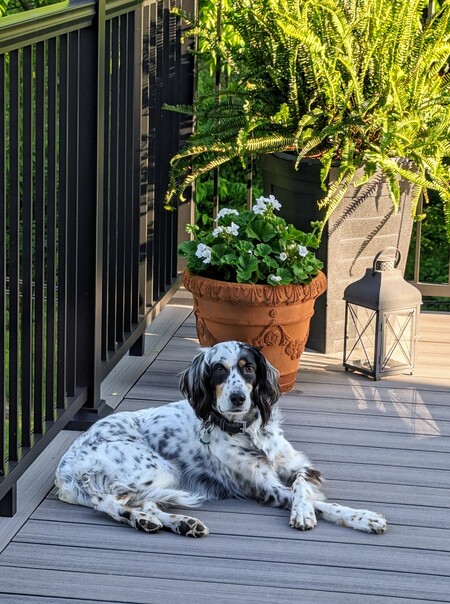 Addie