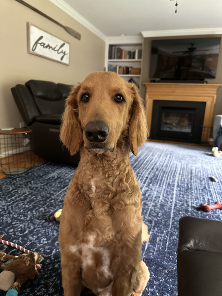 Toby