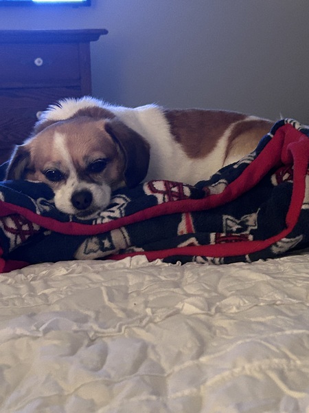 Biscuit