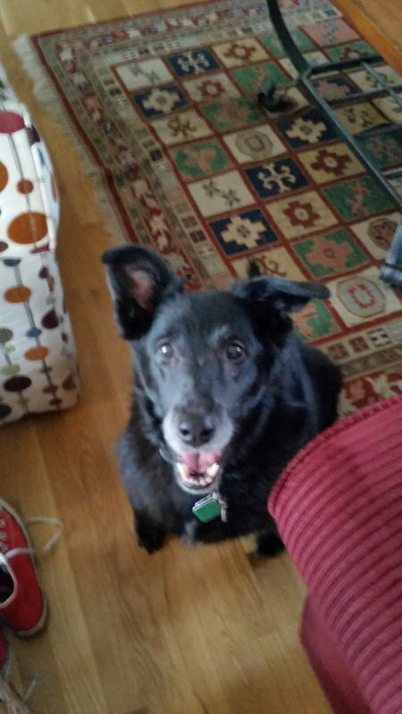 Lily -the foodie-she can will your food to the floor with her soulful eyes