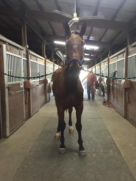 Elvis-The Stallion--he's young, strong and a warmblood. Need I say more?