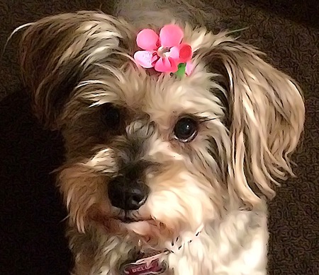 Bella - NAHS alum! 