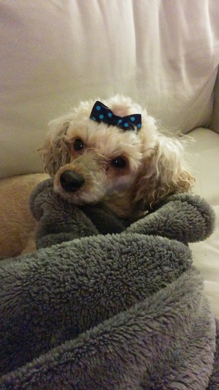 Phyllis -Lizzy's Fund Alumni! Living the life of luxury in her new home 
