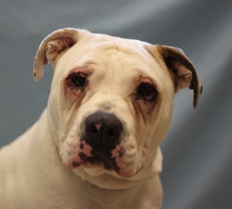 Delilah --Adoptable at NAHS