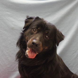 Hans --adoptable at NAHS!