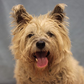 Angus --Adoptable at NAHS!