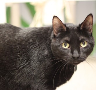 Bagheera -Adoptable at NAHS!