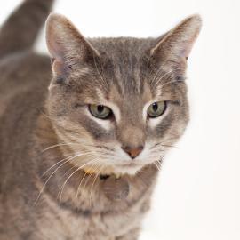 Bugsy - Adoptable at NAHS!