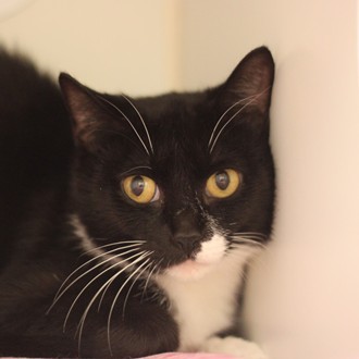 MIdge-Adoptable at NAHS!