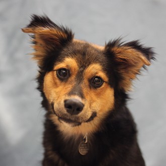 Allie --Adoptable at NAHS