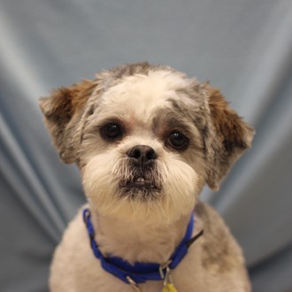 Bear--Adoptable at NAHS