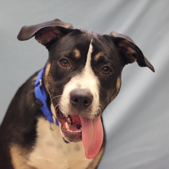 Goliath--Adoptable at NAHS
