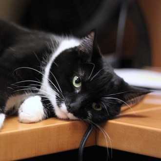 Catarina--Adoptable at NAHS