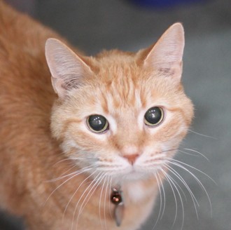 Charlie-Adoptable at NAHS