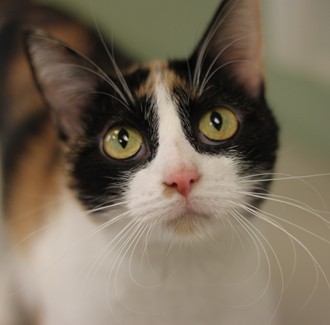 Mei Mei-Adoptable at NAHS