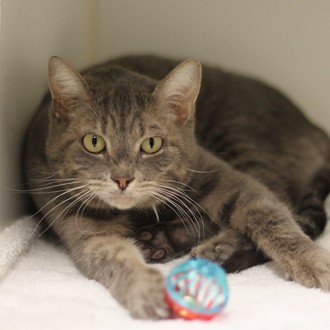 Twinkles -Adoptable at NAHS