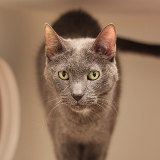 Hunter -Adoptable with Racey at NAHS